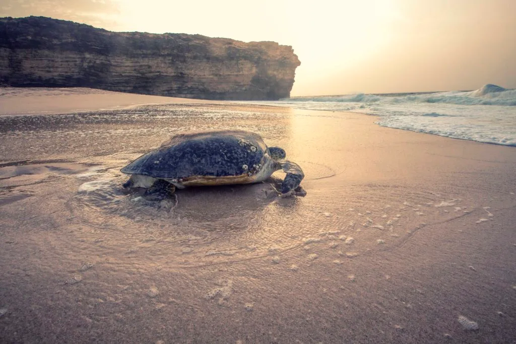 Tortue verte remontant sur la plage de Ras Al Jinz au coucher du soleil, Oman
